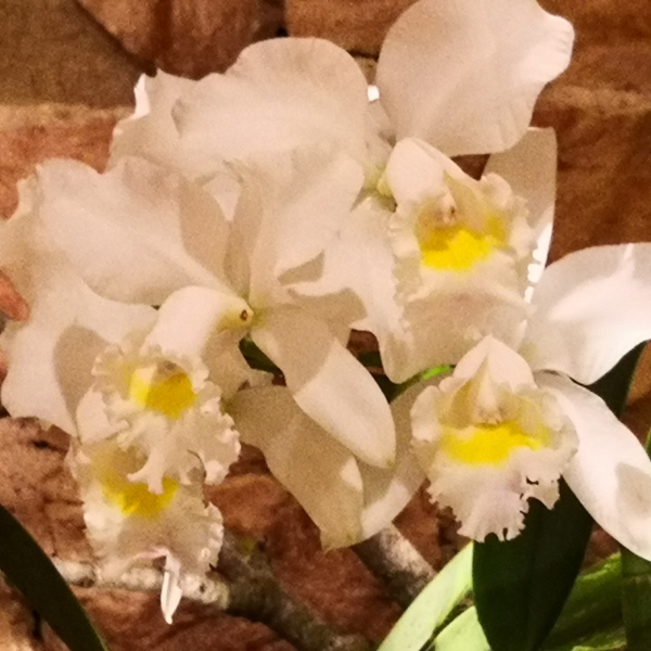 Fontfroide_2022